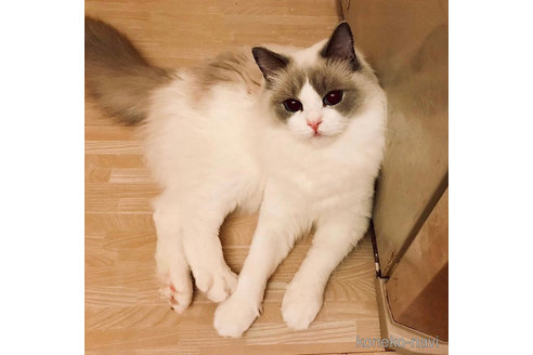 販売中のラグドールの親猫