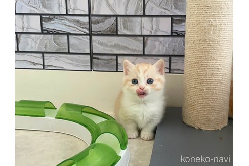 マンチカン(短足)の子猫を探す（42ページ目）｜子猫ブリーダーナビ
