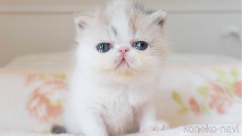 エキゾチックショートヘアの子猫を探す（22ページ目）｜子猫