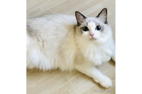 販売中のラグドールの親猫