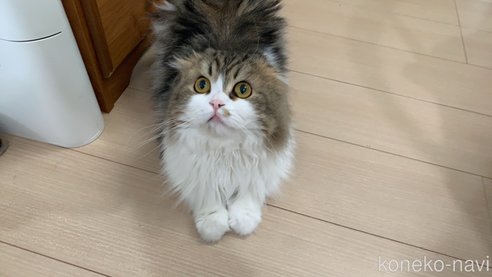 小椋茜ブリーダーの詳細