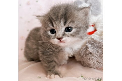 ミヌエットの子猫を探す（78ページ目）｜子猫ブリーダーナビ