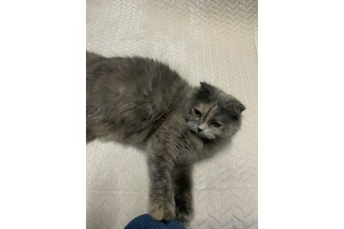 販売中のスコティッシュフォールド(折れ耳)の親猫