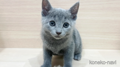 ロシアンブルー | 子猫情報 | 【パピードリーム】子犬・子猫を
