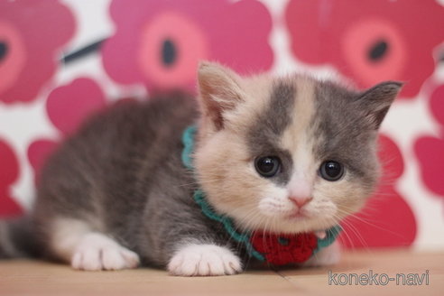 マンチカン(短足)の子猫を探す（37ページ目）｜子猫ブリーダーナビ