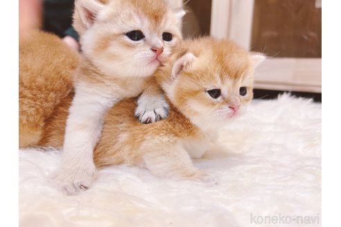 中古】 なごみの猫ばなし 2014年さわやか秋/メディアックス