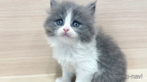 343イギリス買い付け猫の顔型金属製小物入れ重いブロンズ風 2098-b_1.jpg
