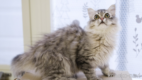 サイベリアンの子猫を探す（33ページ目）｜子猫ブリーダーナビ