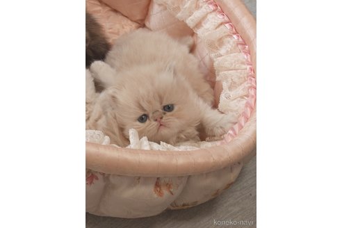 伊藤さかえブリーダーの詳細の1枚目