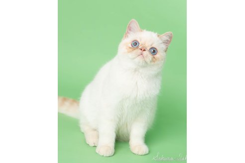 伊藤さかえブリーダーの詳細
