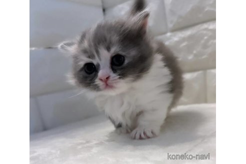 ミヌエットの子猫を探す（36ページ目）｜子猫ブリーダーナビ