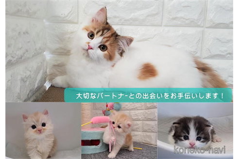 下辻由紀ブリーダーの詳細の1枚目