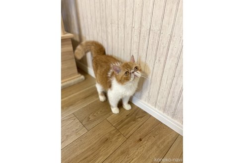 奥野なつきブリーダーの詳細の1枚目