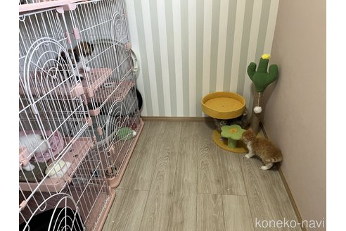 植栗歩ブリーダーの詳細