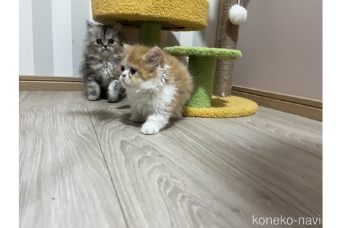 植栗歩ブリーダーの詳細