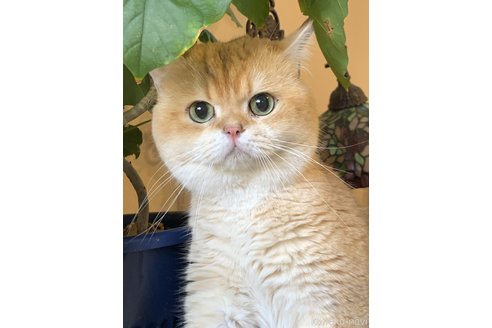 小林大治ブリーダーの詳細の1枚目