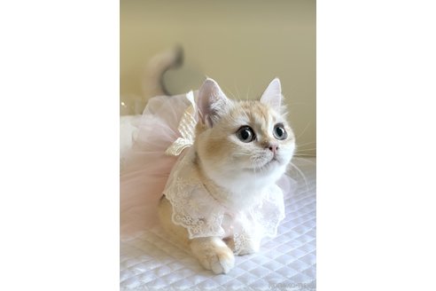 小林大治ブリーダーの詳細