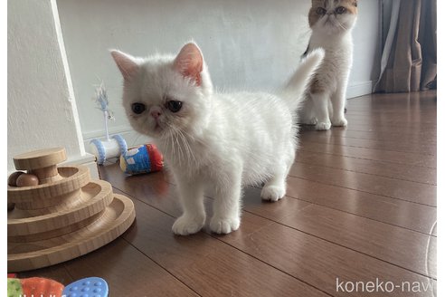大西あいブリーダーの詳細の1枚目