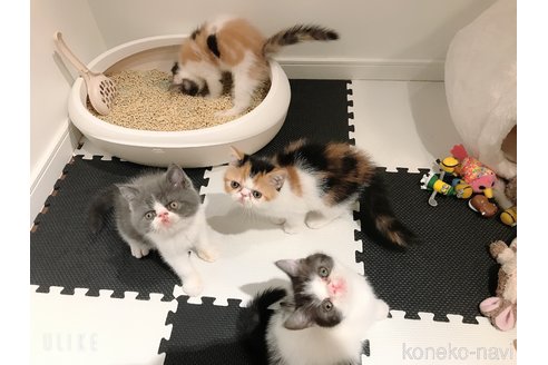 大西あいブリーダーの詳細