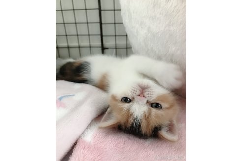 大西あいブリーダーの詳細