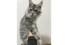山口泰子ブリーダー