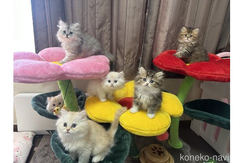 茂泉弥生ブリーダーの詳細の1枚目