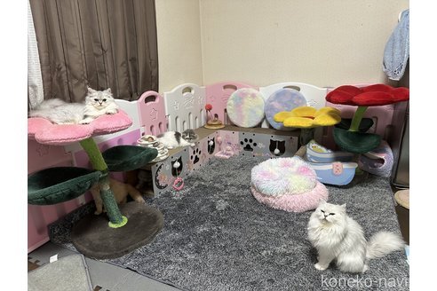 茂泉弥生ブリーダーの詳細
