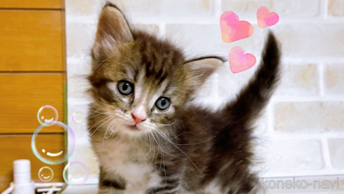 サイベリアンの子猫を探す（31ページ目）｜子猫ブリーダーナビ