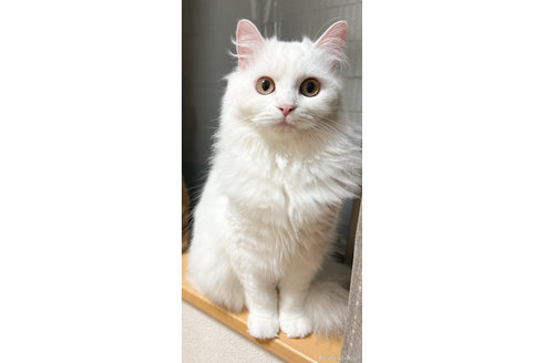 柳澤裕美ブリーダーの詳細の1枚目