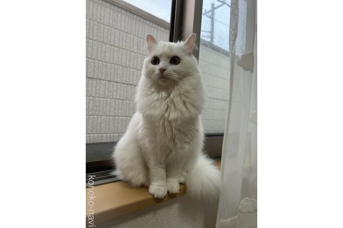 柳澤裕美ブリーダーの詳細