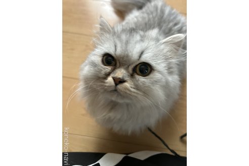 柳澤裕美ブリーダーの詳細