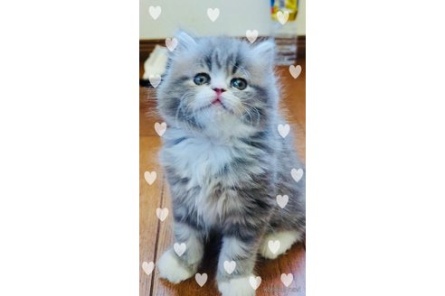 新井愛美ブリーダーの詳細の1枚目