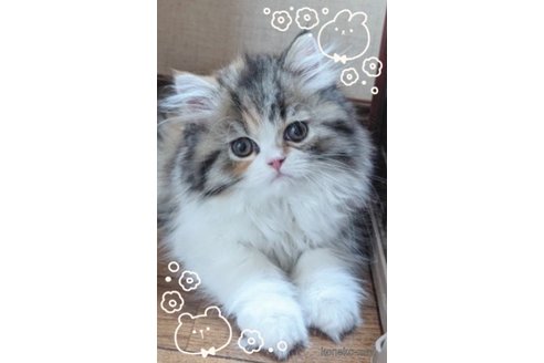 新井愛美ブリーダーの詳細