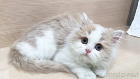 サイベリアンの子猫を探す（33ページ目）｜子猫ブリーダーナビ