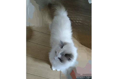 越村美沙ブリーダーの詳細