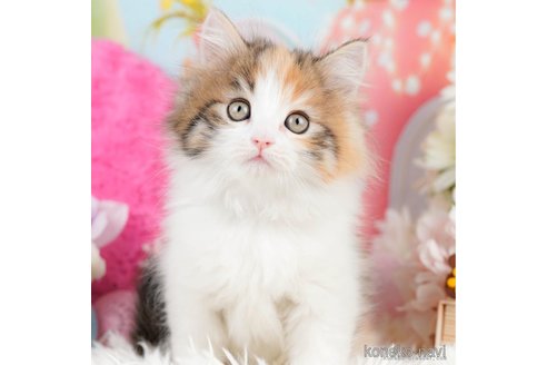 小林美里ブリーダーの詳細の1枚目