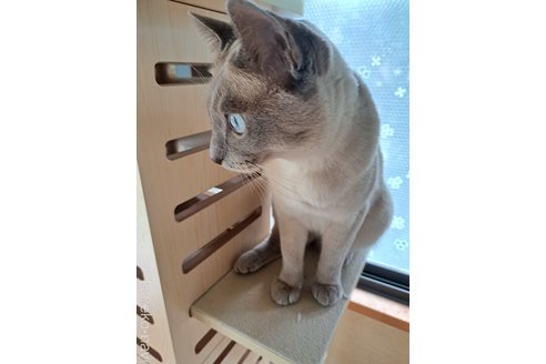 蔭山典子ブリーダーの詳細