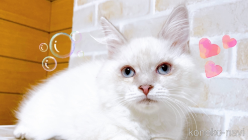サイベリアンの子猫を探す（31ページ目）｜子猫ブリーダーナビ