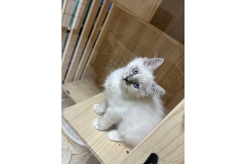内藤真弥ブリーダーの詳細の1枚目