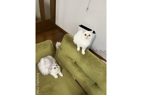 松永モナブリーダーの詳細
