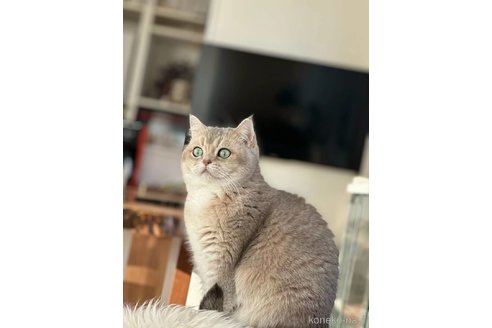 金咲亜依ブリーダーの詳細の1枚目