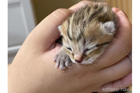 金咲亜依ブリーダーの詳細