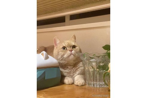 金咲亜依ブリーダーの詳細