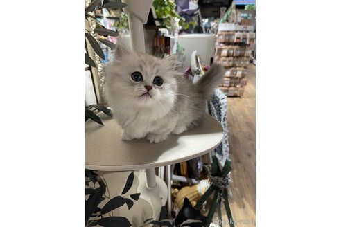 吉川さやかブリーダーの詳細の1枚目