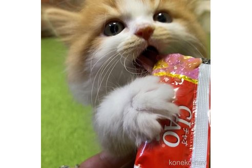 橋本昌憲ブリーダーの詳細の1枚目