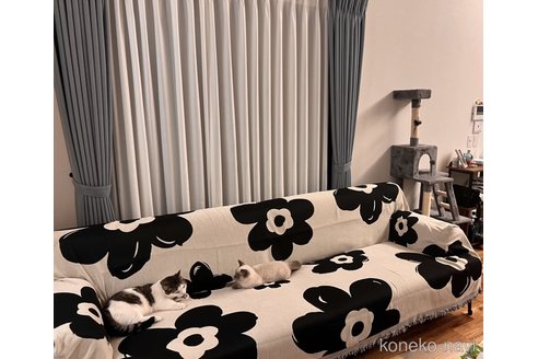 刘柳ブリーダーの詳細