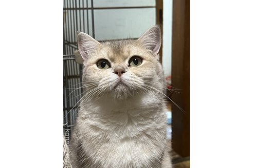 大岡亜耶ブリーダーの詳細