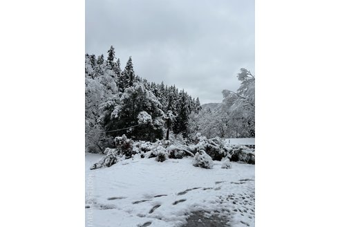 森下豊子ブリーダーの詳細