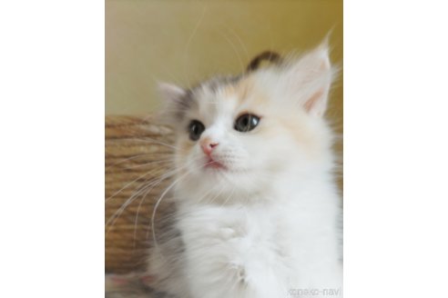 小山あすかブリーダーの詳細の1枚目
