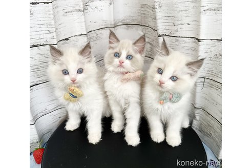 小林綾ブリーダーの詳細の1枚目